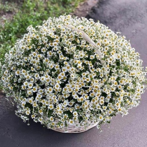 Композиция в корзине из 151 ромашки в Дмитрове