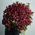 Монобукет из 75 кустовых роз Марун (70 см) в Дмитрове