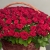 Композиция в корзине из 151 красной розы в Дмитрове