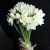 Букет из 25 нарциссов в Дмитрове
